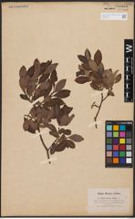 Salix aurita L. x Salix silesiaca Willd.